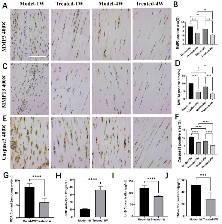 Aucubin regulates the expression of proteases, oxidative stress, and cytokine markers in tendinopathy tissue. (A,B) Immunohistochemical (IHC) analysis of Matrix Metalloproteinase-3 (MMP-3): (A) representative images and (B) integrated optical density (IOD) quantification (n = 6). (C,D) IHC analysis of Matrix Metalloproteinase-13 (MMP-13): (C) representative images and (D) IOD quantification (n = 6). (E,F) IHC analysis of Cleaved Caspase-3: (E) representative images and (F) IOD quantification (n = 6). (G–J) Effects of AU on the levels of (G) malondialdehyde (MDA), (H) superoxide dismutase (SOD) activity, (I) IL-1β and (J) TNF-α in tendon tissue (n = 6). Scale bars: 100 μm (A,C,E). Data are presented as mean ± SD. ns, not significant; ** p < 0.01, *** p < 0.001, **** p < 0.0001.