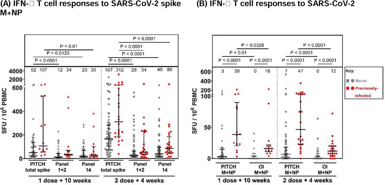 Comparison of T cell responses to SARS-CoV-2 spike and structural proteins measured by in-house PITCH ELISpot and Oxford Immunotec T-SPOT assay.(A) T cell responses to SARS-CoV-2 spike in naïve and previously-infected healthcare workers reported by three panels: PITCH total spike (S1+S2), Oxford Immunotec Panel 1+2 (diagnostic S1+S2) and Oxford Immunotec Panel 14 (total spike). Friedman test was used for statistical analysis between the 3 panels. (B) T cell responses to SARS-CoV-2 membrane (M) and nucleocapsid (NP) in naïve and previously-infected healthcare workers reported by PITCH ELISpot and Oxford Immunotec (OI) T-SPOT assay. Wilcoxon test was used for statistical analysis between samples matched across both assays, and Mann-Whitney test was used to compare naïve and previously-infected T cell responses within subgroups. (A-B) T cell responses are quantified by spot-forming units per 106 peripheral blood mononuclear cells (PBMCs). Healthcare workers received phlebotomy 10 weeks post 1st dose (1 dose + 10 weeks) and/or 4 weeks post 2nd dose (2 dose + 4 weeks). All samples are matched across both assays (3 panels for spike and 2 for M+NP T cell responses). At 1 dose + 10 weeks, n=41 for naïve samples and n=14 for previously-infected samples. At 2 dose + 4 weeks, n=75 for naïve samples and n=24 for previously infected samples. Infection status at time of first vaccine, as defined by available PCR and serology data: grey symbols = naïve HCWs and red symbols = HCWs previously infected with SARS-CoV-2. Median T cell responses are stated immediately above each column and marked by a horizontal line on each column, and interquartile range is represented by error bars.