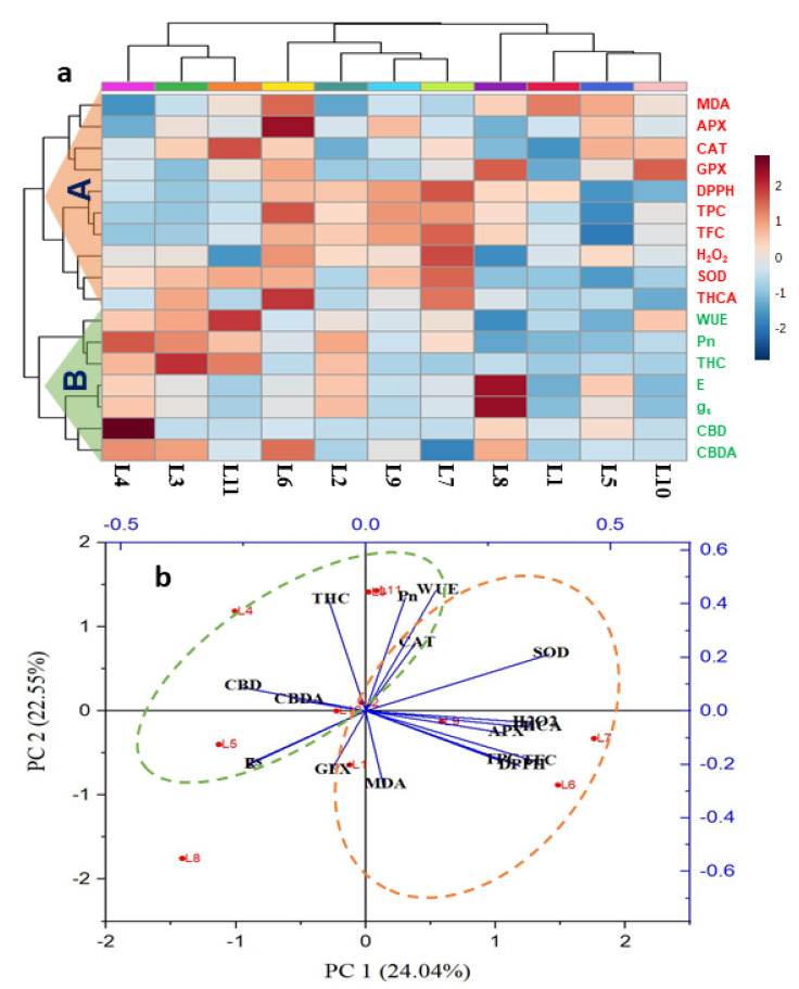 Hierarchical clustering and heatmap analysis (a) and principal component analysis (PCA) (b) to elucidate the variable treatment relationships under eleven treatments for 20 days. In the heatmap, the mean values of the various parameters obtained in this study were normalized and clustered. At the variable level, two major clusters were recognized for each treatment. The color scale displays the intensity of normalized mean values of different parameters. In PCA, the lines starting from the central point of the biplots display negative or positive associations of different variables, and their proximity specifies the degree of correlation with specific treatment. L1, Natural light; L2, White; L3, R8:B2; L4, R7:B2:G1; L5, R7:B2:FR1; L6, R6:B2:G1:FR1; L7, R5:B2:W2:FR1; L8, R5:B2:G1:FR1:UV1; L9, R6:B2:FR1:UV1; L10, R4:B2:W2:FR1:UV1; L11, R2:B2:G2:W2:FR1:UV1. Pn, photosynthetic rate; E, transpiration rate; gs, stomatal conductivity; WUE, water use efficiency; MDA, malondialdehyde; H2O2, hydrogen peroxide; SOD, superoxide dismutase; CAT, catalase; APX, ascorbate peroxidase; GPX, guaiacol peroxidase; TPC, total polyphenol; TFC, total flavonoid; DPPH, DPPH radical scavenging activity; CBD, cannabidiol; CBDA, cannabidiolic acid; THC, Tetrahydrocannabinol; THCA, Tetrahydrocannabinolic acid.