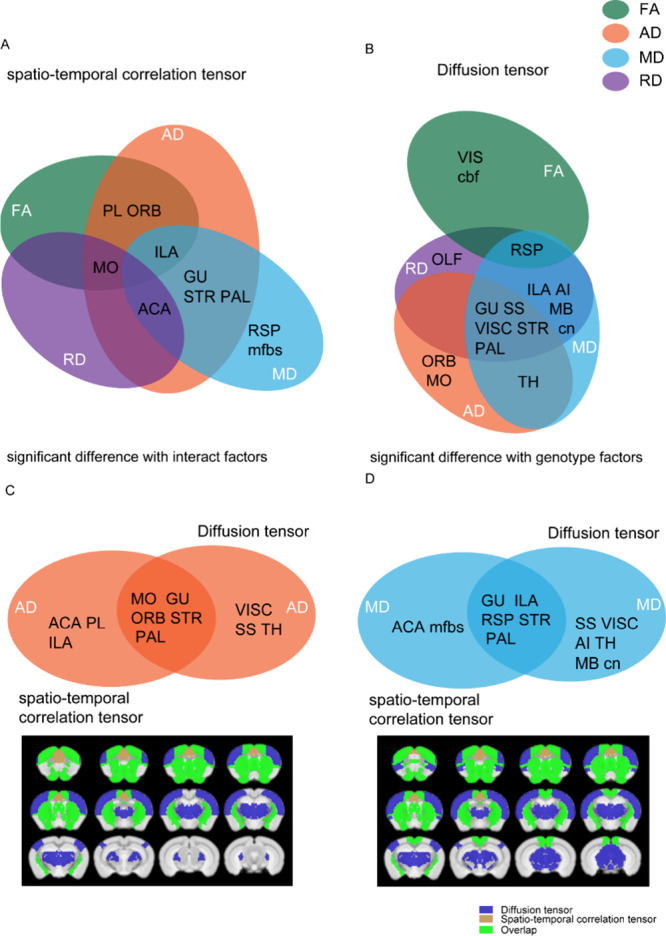Summary of the significant brain regions for cnr1–/– mice vs WT mice common between DTI vs STCT. Results from DTI are significant for ANOVA genotype factor, and results from STCT are significant for the interaction factor. Brain regions are shown in black text inside circles, metric is shown in white text inside circles, modality is shown outside circles. (A) STCT modality, four metrics (FA, MD, AD, RD) compared (B) DTI modality, four metrics (FA, MD, AD, RD) compared (C) AD metric, DTI and STCT modalities compared (D) MD metric, and DTI and STCT modalities compared. Significant brain regions in AD (left) and MD (right), have been colored and superimposed over the T2 template image. (Significant white matter regions are not shown here.) Blue is DTI, khaki is STCT, and green is the overlap between DTI and STCT. Abbreviations for brain regions: somatomotor areas (MO), somatomotor areas (SS), gustatory areas (GU), visceral area (VISC), visual areas (VIS), prelimbic area (PL), infralimbic area (ILA), orbital areas (ORB), anterior cingulate area (ACA), agranular insular area (AI), retrosplenial area (RSP), olfactory areas (OLF), striatum (STR), pallidum (PAL), thalamus (TH), midbrain (MB), cranial nerves (cn), cerebellum related fiber tracts (cbf), medial forebrain bundle system (mfbs).