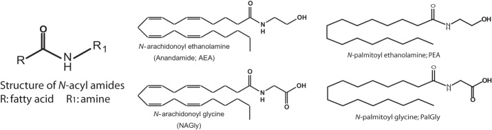 Structure of N-acyl amides. N-acyl amides studied here have a structure that consists of an acyl group (denoted as R) and an amide bond to an amine (denoted as R1) and this is depicted as a cartoon structure here (far left). 4 examples of N-acyl amide bioactive molecules are also depicted: N-arachidonoyl ethanolamide (Anandamide; AEA); N-arachidonoy glycine (NAGly); N-palmitoyl ethanolamide (PEA); and N-palmitoyl glycine (PalGly). These 4 N-acyl amide species illustrate that the molecules can differ by changing the acyl group (AEA and PEA) or the amide (AEA and NAGly).
