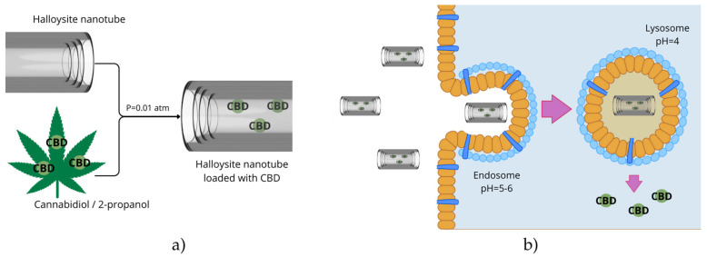 Proposal for incorporating halloysite nanotubes (HNT) with phytocannabinoids, using cannabidiol (CBD) as an example (a), and putative release in lung-cancer cells (b). Figure created by the authors.