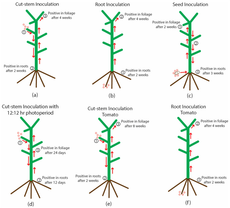 Schematic representation of the spread of hop latent viroid (red arrows reflect the direction of movement from 1 to 2 to 3) following different inoculation methods. (a) Cut-stem inoculation shows a downward movement of the viroid into the roots of inoculated cannabis plants within 2 weeks and subsequent detection in the foliage after 4 weeks. (b) Root inoculation shows detection of the viroid in the roots after 2 weeks and subsequent detection in the foliage after 4 weeks. (c) Seed inoculations shows detection of the viroid in the foliage after 2 weeks and detection in the roots after 3 weeks. (d) Cut-stem inoculation followed by exposure to a 12:12 h photoperiod shows detection in the roots after 12 days and in the foliage after 24 days. (e) Cut-stem inoculation of tomato plants shows detection in the roots after 2 weeks and in the foliage after 8 weeks. (f) Root inoculation of tomato plants shows detection in the roots after 2 weeks and in the foliage after 4 weeks.