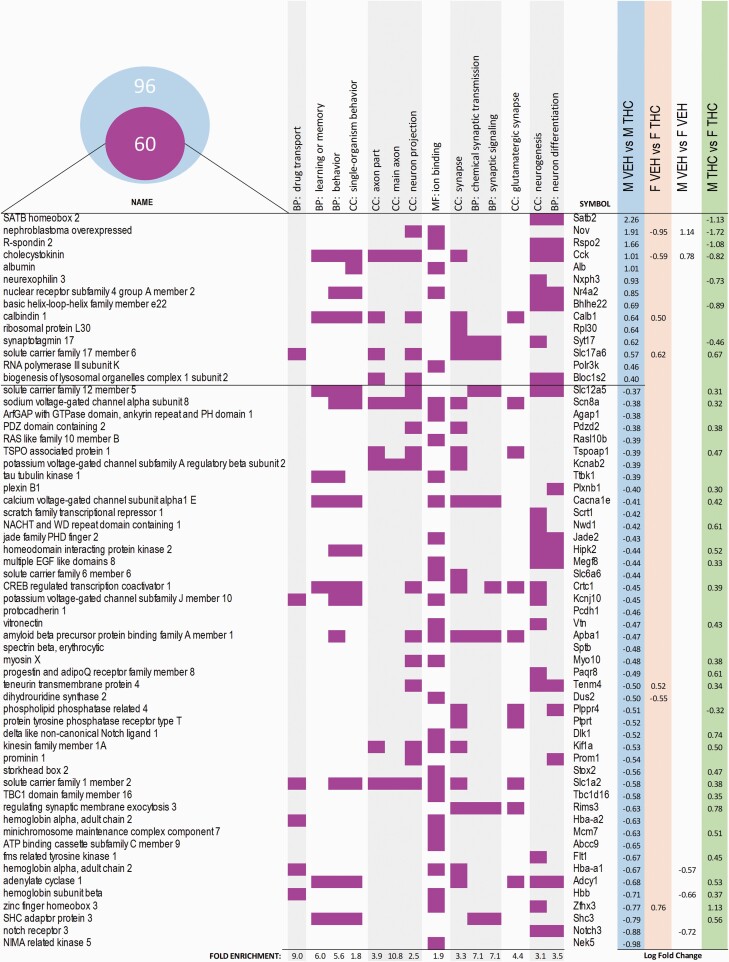Main gene ontologies and differentially expressed genes DEG in the male comparison. DEGs obtained with Cuffdiff in the male-VEH vs male-THC comparison were submitted to PANTHER to perform the gene ontology (GO) analysis. In total, there were 96 DEGs in the male-VEH vs male-THC comparison. The Venn diagram represents the 60 DEGs (out of the total of 96) that compose the most representative GOs depicted in the graph. Each row represents a gene and its associated symbol, its presence in 1 of the GO terms (BP stands for biological process; CC for cellular component and MF for molecular function) highlighted with purple-colored squares, and the value of the corresponding log fold change (false discovery rate adjusted P < .05) in any of the Cuffdiff pairwise comparisons. Rows are arranged by the log fold change of the genes in the males comparison.