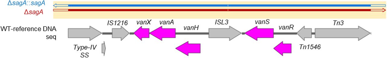DNA sequencing reads from ΔsagA::sagA (blue) and sagA mutant (red) aligned to the ERV165 WT reference confirming intact van genes.