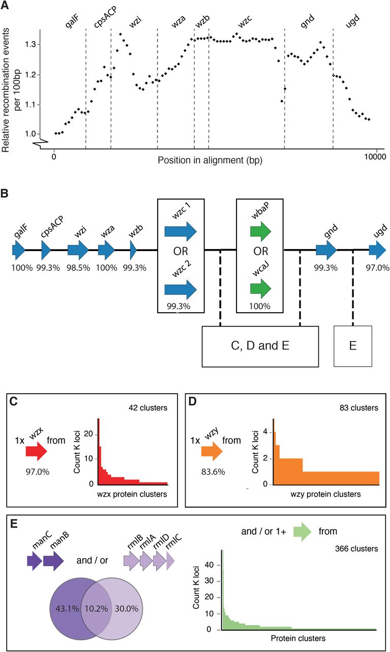 Composition and diversity of Klebsiella K loci(A) Putative recombination events among the common K locus genes. Values plotted are relative number of events per 100 bp window, inferred using ClonalFrameML. (B) Representation of a generalised K locus structure. Arrows represent K locus coding regions coloured by predicted protein product as in Figure 2. Percentage values indicate the number of reference K loci containing each gene (total 134 references). Note that 13 of the K locus references partially or completely exclude ugd, although it is known to be present in 11 of these loci [22]. Thus we counted these 11 as containing ugd. The locations within this structure at which wzx (C), wzy (D) and sugar processing genes (E) have been found to occur are indicated. (C, D, E) Diversity of proteins encoded by wzx (C), wzy (D) and sugar processing genes (E) annotated amongst the 134 K locus reference sequences. Bar charts indicate the frequency of each predicted protein cluster.