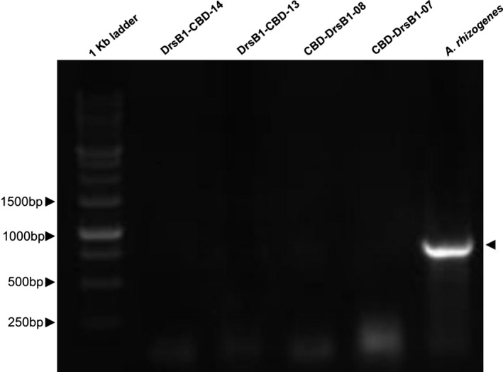 PCR analysis of tobacco hairy roots obtained after transformation with A. rhizogenes. DNA isolated from A. rhizogenes as positive control. Arrow shows amplified fragments of virG