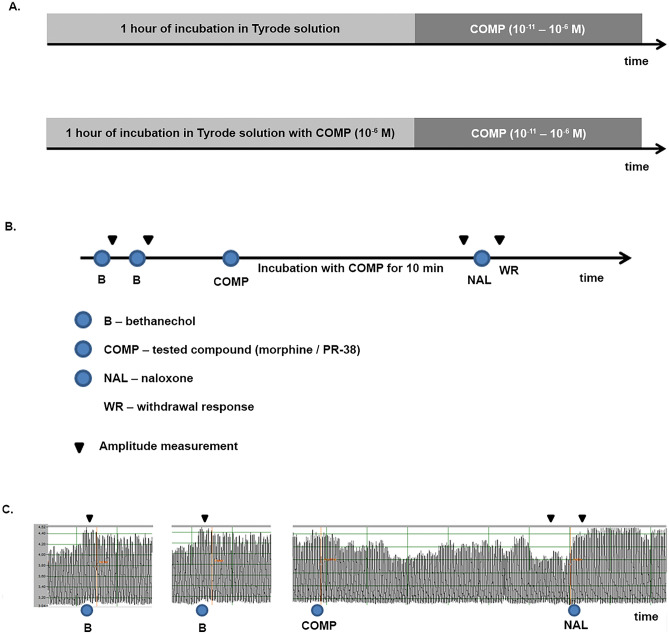Procedures in the assessment of tolerance (A) and physical dependence (B). The recordings from the experiment with morphine, which present the course of the physical dependence set up (C)