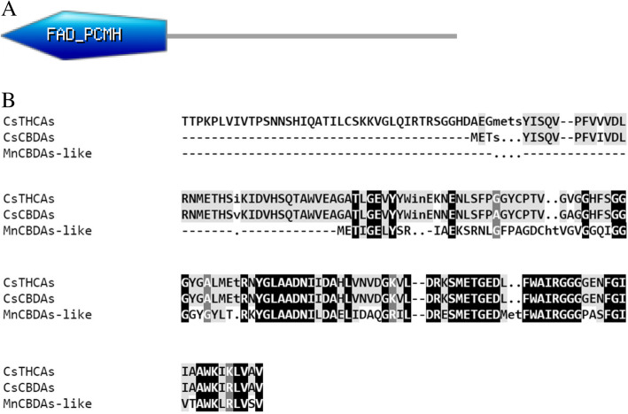 a FAD_PCMH domain in the CsTHCAs, CsCBDAs and MnCBDAs-like obtained from scanning of protein in Prosite Expasy. b Alignment of aminoacid sequences representing the FAD_PCMH domain in three proteins