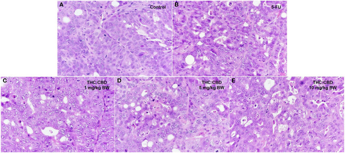 Histopathological morphology of mice in the negative control group (A), the positive control group (5-FU) (B), and THC:CBD at dose of 1 mg/kg BW (C), 5 mg/kg (D), and 10 mg/kg (E), (HE, 40×).