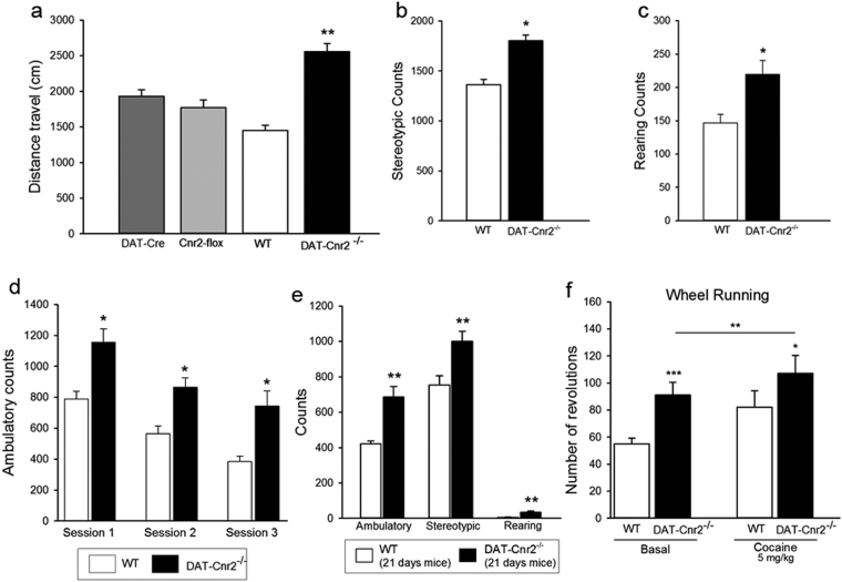 CB2Rs in dopamine neurons inhibits motor activities. (a–f). (a) Establishment of appropriate controls and that DAT-Cre and CB2R floxed genotypes do not influence psychomotor behaviors. The locomotor activity measured by the distance travelled were not different in the DAT-Cre, Cnr2-floxed and wild type mice but activity of the DAT-Cnr2 cKO mice were significantly (p < 0.01) elevated without drug treatment. (b,c) There was enhanced stereotype (b) and rearing (c) behaviors in homozygous DAT-Cnr2 cKO compared to the wild type mice. (d) There was decreased exploratory behavior measured by ambulatory counts in the wild type compared to the DAT-Cnr2 cKO mice whose ambulatory counts remained elevated. (e) By day 21 and throughout adulthood the hyperactivity of the DAT-Cnr2 cKO mice characterized by increased ambulatory counts, rearing and stereotype behaviors persisted. (f) Basal spontaneous wheel running was significantly higher in the DAT-Cnr2 cKO mice and after cocaine treatment compared to the wild type. Statistical analysis was conducted by two-way ANOVA and data are mean ± SEM, ns P > 0.05, *P < 0.05 or **P < 0.01, comparison of the behavioral effects of DAT- Cnr2 cKO and wild type mice and after treatment with 5 mg/kg cocaine ip.