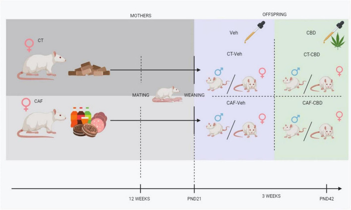 Experimental design. CT, control chow-fed dam; CAF, cafeteria diet-fed dam; Veh, offspring treated with vehicle (corn oil); CBD, offspring treated with cannabidiol (50 mg/kg); PND, post-natal day.