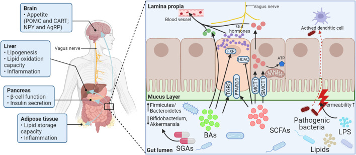 Schematic presentation of the potential mechanism of lipid metabolism disorders secondary to SGA treatment based on the gut microbiota. Treatment with SGAs may increase the relative ratio of Firmicutes to Bacteroidetes bacteria, As well as decrease the relative abundance of Bifidobacterium and Akkermansia muciniphila. The products of the gut microbiota (lipids, LPS, SCFAs, and BAs) change as a result of this transformation. SCFAs activate FFAR2/3 or HDAC. BAs send signals to EE cells through TGR5 or nuclear FXR, allowing EE cells to synthesize and secrete various gut hormones. LPS, SCFAs, BAs, and gut hormones are important players in interorgan crosstalk by affecting appetite, regulating gut integrity, and improving liver, pancreas, and adipose tissue function and lipid metabolism. POMC, Proopiomelanocortin; CART, Cocaine- and amphetamine-regulated transcript; NPY, Neuropeptide Y; AgRP, Agouti-related peptide; FXR, Farnesoid X receptor; HDAC, Histone deacetylase; ATP, Adenosine triphosphate; TGR5, Takeda G protein-coupled receptor 5; FFAR2/3, Free fatty acid receptors 2/3; MCT1, Proton-coupled monocarboxylate transporters 1; SMCT1, Sodium-coupled monocarboxylate transporters 1; BAs, Bile acids; SCFAs, Short-chain fatty acids; LPS, Lipopolysaccharide; SGAs, Second-generation antipsychotics.