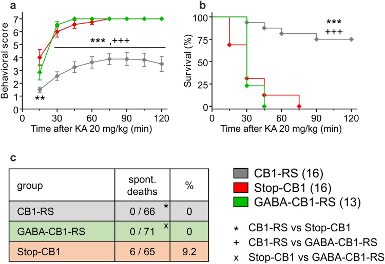 No sufficiency of rescue of the CB1 receptor specifically in forebrain GABAergic neurons for protection against chemically induced seizures. Susceptibility to seizures induced by the excitotoxin kainic acid (KA, 20 mg/kg) was higher in both Stop-CB1 and GABA-CB1-RS mice than in CB1-RS control mice, as shown by higher behavioral scores (a) and reduced survival (b) over a period of 120 min after KA injection. However, spontaneous deaths (c) were not observed in CB1-RS or GABA-CB1-RS mice throughout the experiments, only in Stop-CB1 mice. Data are presented as mean ± SEM (a) or as Kaplan–Meier survival curves (b); animal numbers are indicated. Significant differences in behavioral score (a) were determined in repeated measures ANOVA, followed by post hoc simple effect analysis per time-point with Sidak correction; survival after KA injection (b) was analyzed using the log-rank test; spontaneous deaths throughout the experiments (c) were analyzed using Fisher’s exact test. Significant differences are indicated by *between CB1-RS and Stop-CB1, +between CB1-RS and GABA-CB1-RS, xbetween Stop-CB1 and GABA-CB1-RS (1, P < 0.05; 2, P < 0.01; 3, P < 0.001); details of statistical analysis in supplementary Table S2