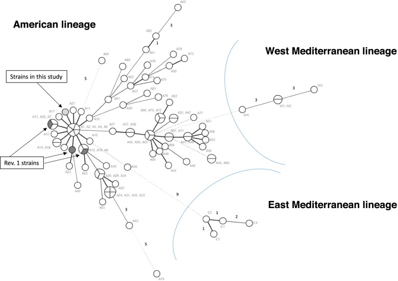 Minimum Spanning Tree with MLVA-16 data of the B. melitensis isolated in Azerbaijan. Strains isolated from cattle milk (light grey) compared with B. melitensis strains belonging to the American lineage, including Rev. 1 strains (dark grey). and to a selection of B. melitensis genotypes belonging to the West and East European lineages (MLVA profiles derived from publicly available data (http://mlva.u-psud.fr/) and labelled as in Additional file 1. Clustering by minimum spanning tree was performed with Bionumerics version 6.6 software (Applied Maths, Sint-Maartens Latem, Belgium). Circles outline the genetic profiles of strains. Numbers on the connecting lines refer to the number of markers differing between samples. The size of the circles is proportional to the number of strains (1-4) bearing the same genetic profile