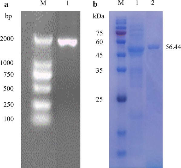 Agarose gel electrophoresis and SDS-PAGE of purified Cel-5A. a PCR product of Cel-5A recombinant plasmid by universal primers T7/T7er. b Expression and purification of Cel-5A