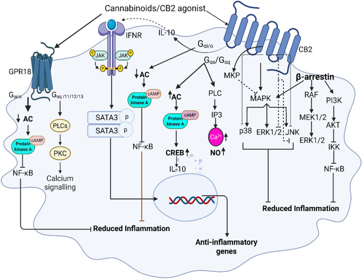 Diagram illustrating the role of cannabinoid receptor signaling in macrophages, emphasizing the interaction between CB2 and GPR18 receptors. Activating Gi/o protein-coupled signaling, leading to the inhibition of adenylate cyclase and subsequent reduction in cyclic AMP (cAMP) levels thereby inhibits the activation of protein kinase A (PKA) and nuclear factor kappa B (NF-κB). Promoting anti-inflammatory macrophage polarization via generating IL-10-JAK/STAT3 signaling and inhibiting MAPK directly by inducing mitogen-activated protein kinase-phosphatases (MKP). Recruitment of β-arrestin initiates RAF/MEK/ERK signaling, additionally β-arrestin inhibits NF-κB through PI3K/AKT signaling. GPR18, co-expressed with CB2 in macrophages, activation leads to inhibition of NF-κB via PKA.