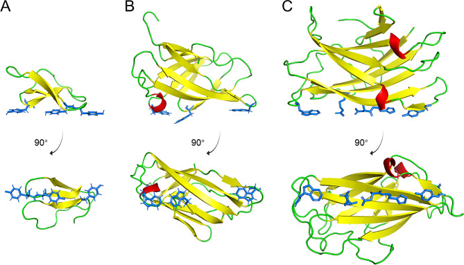 Structures of commonly used cellulose-binding domains (CBDs) in cellulose functionalization. Amino acid residues believed to interact with cellulose are shown in cyan color. (A) CBD in T. reesei cellobiohydrolase I belonging to CBM1 (PDB ID: 1CBH); (B) CBD in C. fimi exo-β-1,4-glucanase Cex belonging to CBM2 (PDB ID: 1EXG); (C) CBD in C. thermocellum (Acetivibrio thermocellus) cellulosomal-scaffolding protein belonging to CBM3 (PDB ID: 1NBC)