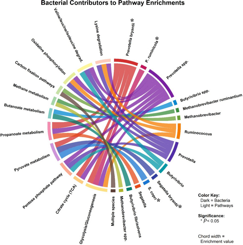 Chord diagram illustrating bacterial genera (Right side) responsible for enriching KEGG metabolic pathways (Left side) under dietary treatments. Chord width represents pathway enrichment values. Significant bacterial-pathway associations (P < 0.05): Prevotella bryantii drove propanoate metabolism and glycolysis enrichment under AP treatment; Segatella bryantii and Segatella copri enriched pyruvate metabolism under HC treatment. Apple Pomace (AP) red color, Hempseed Cake (HC) green color. The right side of the diagram represents genus-level taxa. Treatment colors are consistent across all figures (Control, AP, HC) to ensure visual comparability