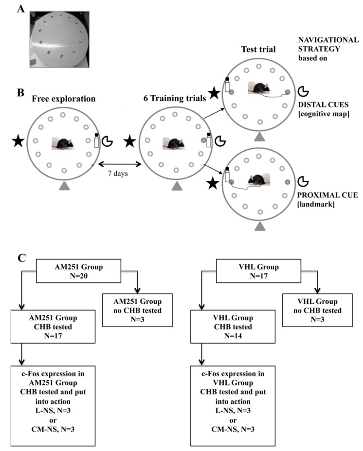 Circular Hole Board (CHB). (A) apparatus. (B) experimental procedures. (C) experimental groups: On the left, animals injected with AM251 (AM251 group, n = 20) and tested (n = 17) or not (n = 3) in the CHB. On the right, animals injected with vehicle (VHL group, n = 17) and tested (n = 3) or not (n = 3) in the CHB. To analyze c-Fos expression, we selected six animals (of which three belonging to the AM251 group and three to the VHL group) that used the Landmark-related Navigational Strategy (L-NS) in the CHB, and six animals (of which three belonging to the AM251 group and three to the VHL group) that used the Cognitive Map-related Navigational Strategy (CM-NS) in the CHB.
