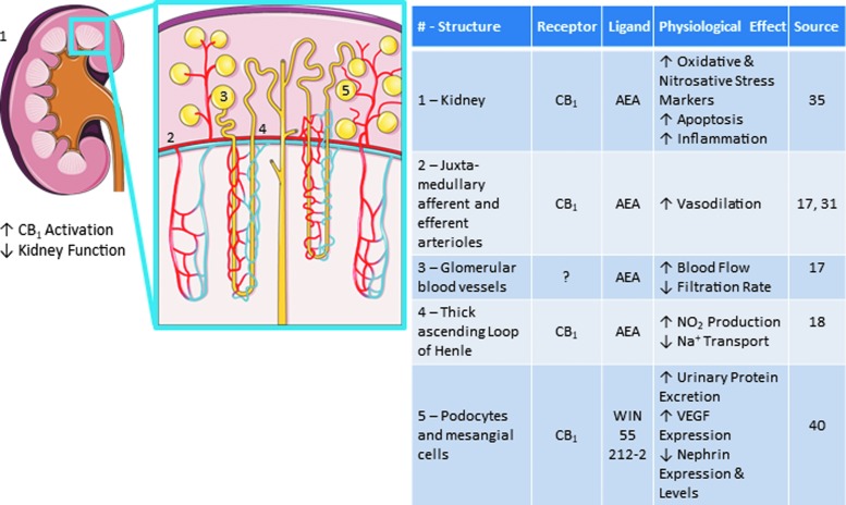 Roles of the endocannabinoid system in healthy kidney. Images adapted from Servier Medical Art “Kidney” licensed under CC 3.0, https://smart.servier.com/smart_image/kidney