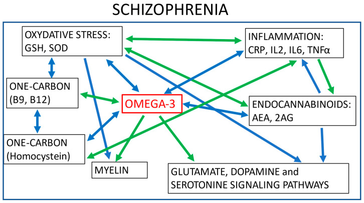 Interactions between different biological pathways involved in schizophrenia. Green arrows: positive correlations; blue arrows: negative correlations; GSH: glutathione; SOD: superoxide dismutase; CRP: C reactive protein; IL2: Interleukin 2; IL6: Interleukin 6; TNFα: Tumor Necrosis Factor; AEA: anandamide; 2AG: 2-arachidonoyl-sn-glycerol.