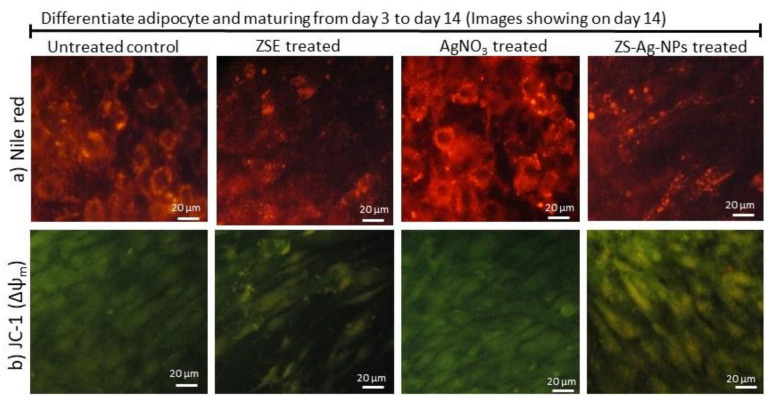 Nile red (a) and JC-1 staining (b) images of the vehicle control, ZSE, AgNO3, and ZS-Ag-NPs treated maturing adipocytes, after 14 days.