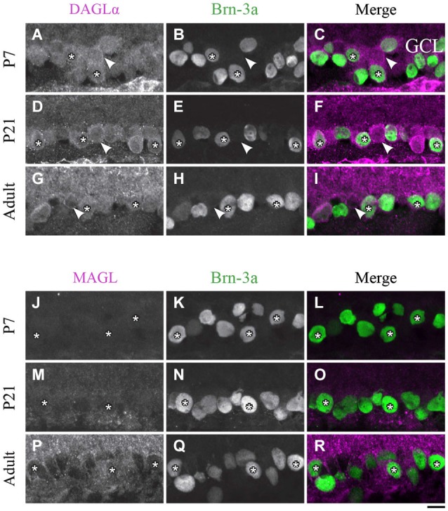 DAGLα and MAGL immunoreactivity in ganglion cells. (A–R) confocal micrographs of P7, P21 and adult rat retinas co-immunolabeled for DAGLα (A–I) or MAGL (J–R) and the cell-type specific marker for the ganglion cells, Brn-3a. DAGLα is localized in the cell bodies (stars) of the ganglion cells as well as in displaced amacrine cells or intrinsically photosensitive retinal ganglion cells (ipRGCs) (arrowheads) from P1 to the adult age. MAGL is not detectable in the ganglion cells. GCL, ganglion cell layer. Scale bar = 10 µm.