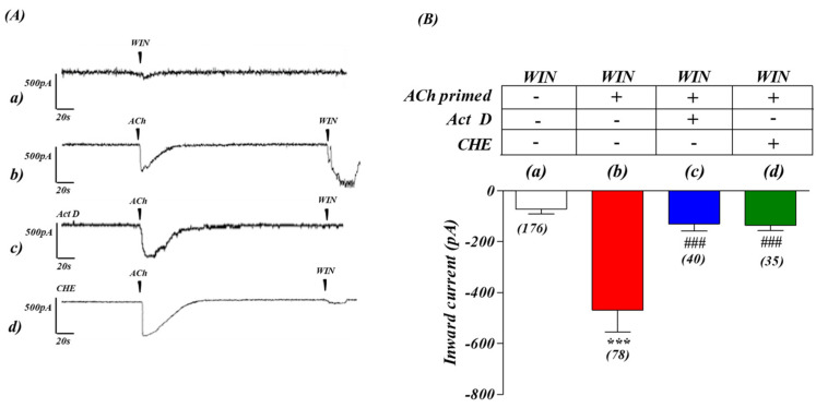ACh ‘priming’-enhanced inward current responses to CB1 receptor activation in SH−SY5Y human neuroblastoma cells involves transcription and protein synthesis. (A) Whole cell voltage-clamp recordings from SH−SY5Y cells in culture. The basal inward current induced by WIN 55,212−2 (a) was greatly enhanced after 5 min pre-application of acetylcholine (ACh, 1 µM) (b). The ACh−dependent priming enhancement of CB1 receptor responses was abolished by 30 min pre-treatment with RNA polymerase inhibitor actinomycin D (Act D, 1 mM) (c) or with protein synthesis inhibitor cycloheximide (CHE, 10 nM) (d) (B) Histogram representation of the M3 receptor priming on the subsequent cellular response induced by CB1 receptor stimulation in presence of Act D (c), and CHE (d). *** p < 0.001 vs. (a) WIN only, and ### p < 0.001 vs. (b) ACh−WIN. One−way analysis of variance followed by Multiple Comparison Test with Bonferroni’s correction. n values for each experiment are shown in brackets below each bar.