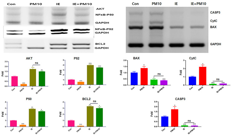Levels of anti-apoptotic and apoptotic genes in gingival cells after MSEIEs treatment. Levels of apoptotic (BAX, CytC, and CASP3) and anti-apoptotic (AKT, NFκB-P50, NFκB-P52, and BCL2) genes in gingival cells treated with MSEIEs, ns; not significant (* p < 0.05, ** p < 0.01, *** p < 0.001).