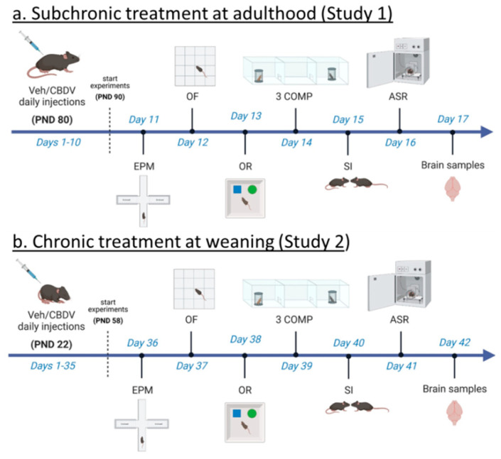 Experimental timeline and procedures used in Study 1 and Study 2. For Study 1 (a), treatment administration started at adulthood (i.e., approximately 3 months of age) and 10 days before the beginning of behavioral testing. Daily intraperitoneal injections of vehicle (Veh) or cannabidivarin (CBDV) solutions (20 or 100 mg/kg) were given during the entire experimental period, including the days of behavioral testing and brain sampling (one hour before their beginning). For Study 2 (b), daily intraperitoneal injections started the day after weaning (i.e., at 3 weeks of age) and 5 weeks before the beginning of behavioral tests. Injections were continued during the entire experimental period, including the days of behavioral testing during which they were administered after completion of each testing procedure. EPM = elevated plus maze, OF = open field, OR = object recognition, 3 COMP = three-compartment test, SI = social interaction, ASR = acoustic startle response. PND = post-natal day.