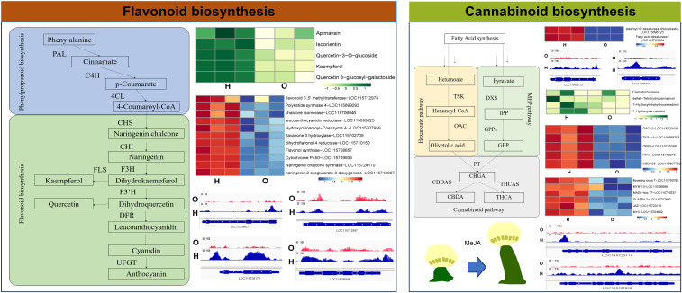 Diagram shows flavonoid and cannabinoid biosynthesis pathways. The left side illustrates flavonoid biosynthesis, detailing steps from phenylalanine to anthocyanin with related heatmaps and gene expressions. The right side depicts cannabinoid biosynthesis with pathways from hexanoate and pyruvate to CBGA, including heatmaps and gene activity graphs. Descriptive legends display expression levels for multiple compounds.