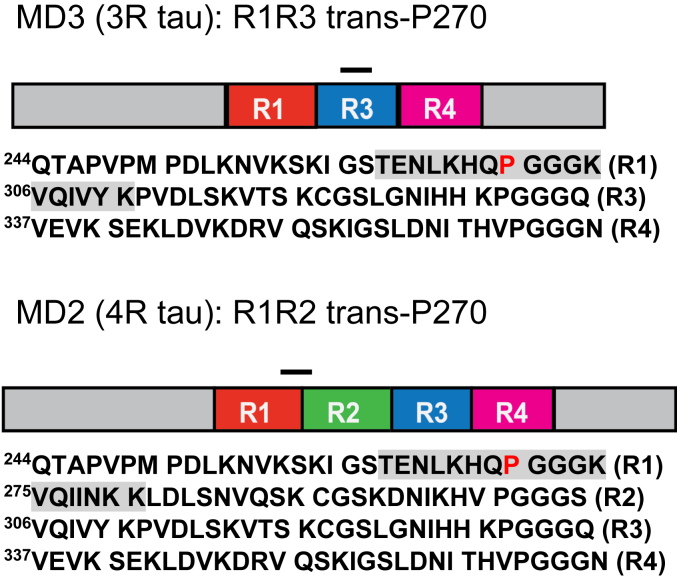 Peptide antigens for the MD antibody series. The MD2.2 and MD3.1 epitopes (gray) comprise amino acids 263 to 281 (4R) and 263 to 311Δ275 to 305 (3R) of the tau sequence, respectively. Both include a fluorinated proline (N-Boc-trans-4-fluoro-L-proline) at residue 270, shifting the equilibrium in favor of the trans-proline conformation.