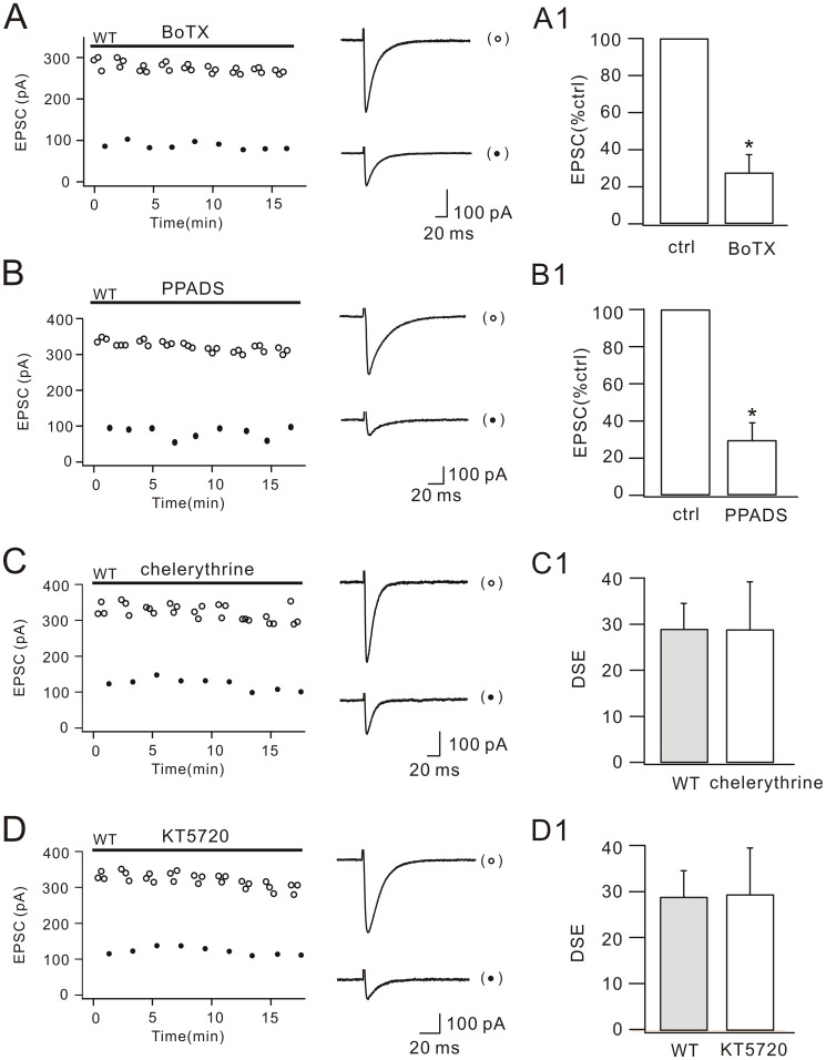BoTx, PPADS, chelerythrine and KT5720 do not influence DSE.(A) EPSCs from one WT Purkinje cell plotted over time for control (open circles) and test responses (closed circles). Representative EPSCs are shown at the right. Internal BoTx was applied as indicated by the bar. The percentage inhibition of test EPSCs (27.8±9.5%; n = 17) is shown in (A1). (B) EPSCs from one WT Purkinje cells plotted over time for control (open circles) and test responses (closed circles). Representative EPSCs are shown at right. The percentage inhibition of test EPSCs (29.2±9.1%; n = 25) is shown in (B1). (C) and (D), Control (open circles) and test (closed circles) EPSCs from two WT Purkinje cells are plotted over time. Representative EPSCs are shown at the right. Representative EPSCs are shown at the right. (C1) and (D1) show DSE amplitudes in chelerythrine (28.7±10.3%; n = 18) and KT5720 (29.2±10.1%; n = 18), respectively. DSE in WT cells (Figure 1E; gray bar) is replotted in (C1) and (D1) for comparison. Applications of BoTx, PPADS, chelerythrine and KT5720 are indicated by bars. Stimulus artifacts of EPSCs are blanked for clarity. *, P<0.05.