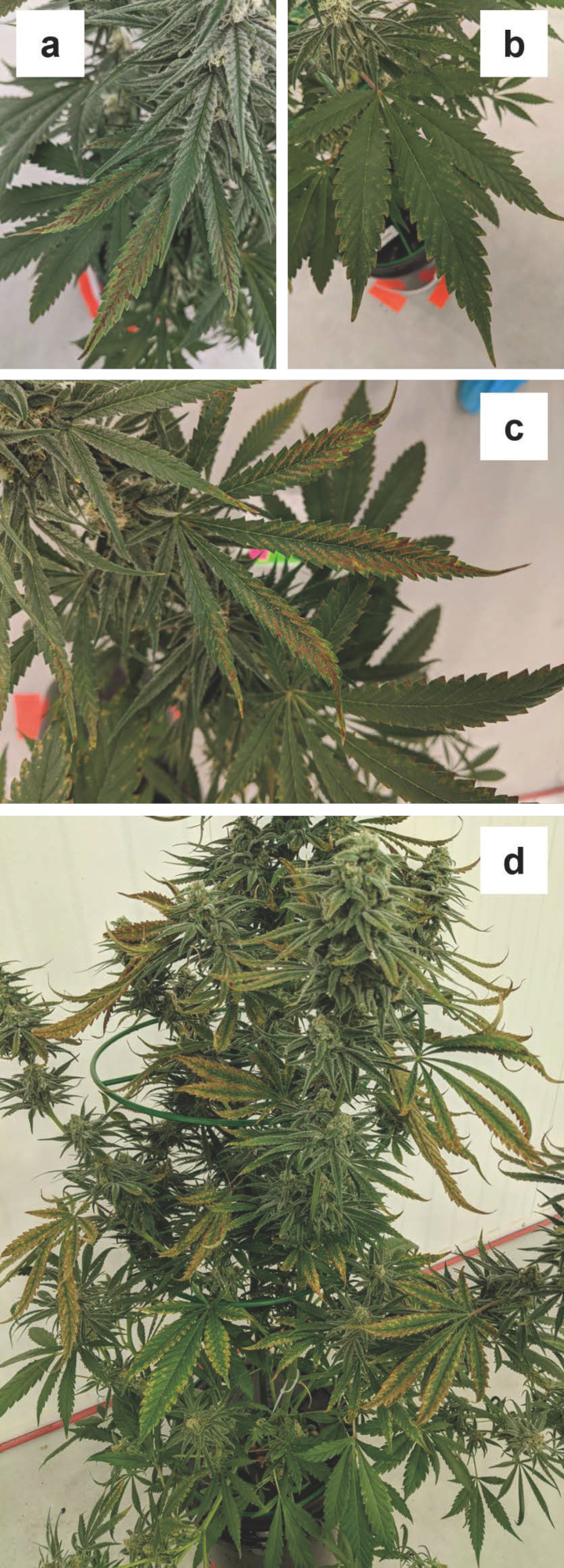 Progression of potassium (K) deficiency on (a) sugar, and (b) fan leaves on week four and in the middle of the canopy in week five (c,d).