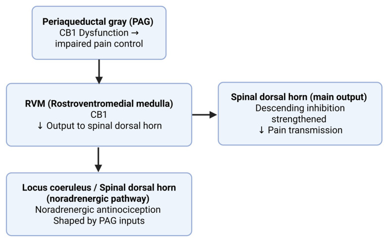 Cannabinoid modulation of the descending pain pathway. CB1 receptors in the periaqueductal gray (PAG) and rostroventromedial medulla (RVM) regulate output to the spinal dorsal horn, while PAG inputs to the locus coeruleus shape noradrenergic antinociception. These circuits enhance descending inhibition and reduce pain transmission. Created in BioRender online application, available at https://app.biorender.com/ (accessed on 28 August 2025).