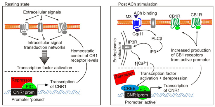 The proximal promoter region of CNR1 from a poised to an active state after ACh ‘priming’. Schematic representation of the proposed Gαq/11-Gαi/o functional cross-talk, in SH-SY5Y neuroblastoma cells. At resting state (left panel) the CNR1 promoter is in a repressed state (poised promoter), allowing only the homeostatic control of CB1 receptors level. When primed with ACh, the M3 receptor signaling pathway is responsible for de-repressing the CNR1 promoter (unpoised promoter), that now becoming accessible to CREB, can actively promote active CNR1 gene transcription (right panel). PIC: promoter-bound preinitiation complex, which consists of RNA polymerase II and general transcription factors.