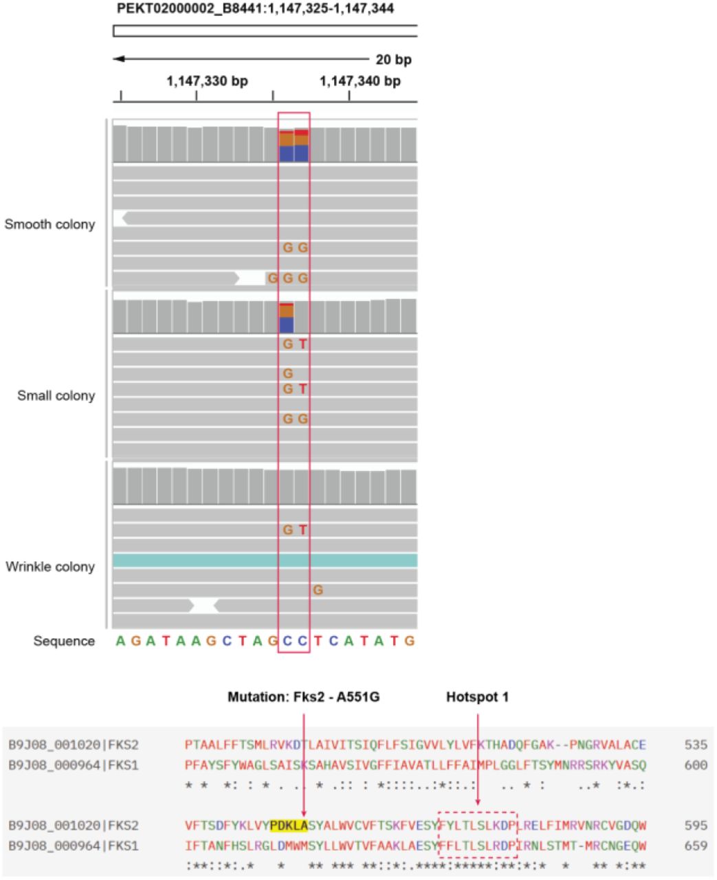 A new mutation in FKS2 is related to caspofungin resistance from WGS datasets.