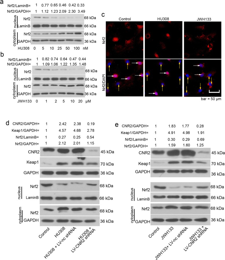 CNR2 agonists inhibit nuclear Nrf2 accumulation during hFOB 1.19 cell osteogenic differentiation. hFOB 1.19 cells were cultured at 34 °C until reaching confluence, and then transferred to 39 °C. Forty-eight hours later, HU308 (5, 10, 25, 50 or 100 nM) or JWH133 (1, 2, 5, 10 or 20 μM) was added into the cell medium. Twelve hours later, hFOB 1.19 cells were subjected to a-b western blotting analysis. c For immunofluorescence staining of Nrf2, hFOB 1.19 cells were treated with 50 nM HU308 or 10 μM JWH133 for 12 h. White arrows indicated cells positive to nuclear Nrf2, yellow arrows indicated cells negative to nuclear Nrf2. d-e hFOB 1.19 cells were infected with LV-CNR2 shRNA at 34 °C, and 24 h later, cells were transferred to 39 °C for differentiation. Forty-eight hours later, cells were further treated with 50 nM HU308 or 10 μM JWH133 for 12 h, and then harvested for western blotting analysis