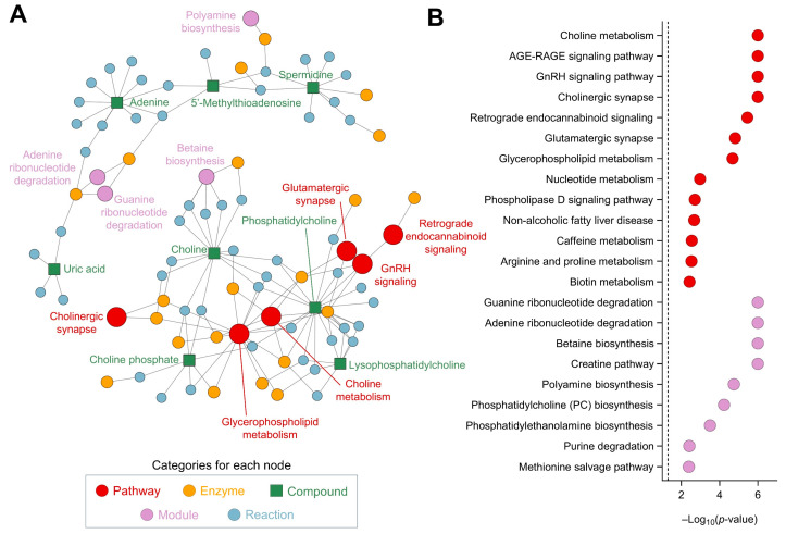 Network and pathway analysis, using FELLA, of the metabolites affected by CSE supplementation, including a network representation of the metabolic pathways, modules, enzymes, and reactions impacted by CSE supplementation (A), and a dot plot of the significantly affected pathways and modules, showing their −log10(p-value) scores (B). Nodes represent different categories: pathways (red, ●), enzymes (yellow, ●), compounds (green, ■), modules (purple, ●), and reactions (blue, ●). The size of the nodes corresponds to the significance of their involvement, with larger nodes indicating higher relevance.