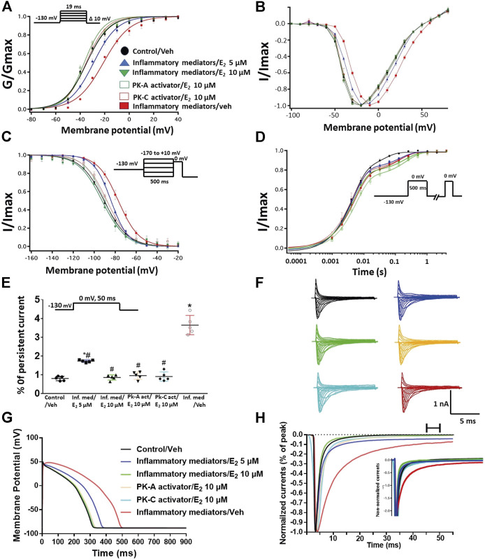 (A) Effect of E2 (5 or 10 µM) on conductance curve of Nav1.5 transfected CHO cells incubated in inflammatory mediators (for 24 h), PK-A activator (CPT-cAMP; 1 µM for 20 min) or PK-C activator (PMA; 10 nM, for 20 min) with the insert showing the protocol (n = 5, each). (B) IV curves (C) Effect of E2 (5 or 10 µM) on SSFI of Nav1.5 transfected CHO cells incubated in inflammatory mediators (for 24 h), PK-A activator (CPT-cAMP; 1 µM for 20 min) or PK-C activator (PMA; 10 nM, for 20 min) with the insert showing the protocol (n = 5, each). (D) Effect of E2 (5 or 10 µM) on recovery from fast inactivation of Nav1.5 CHO transfected cells incubated in inflammatory mediators (for 24 h), PK-A activator (CPT-cAMP; 1 µM for 20 min) or PK-C activator (PMA; 10 nM, for 20 min) with the insert showing the protocol (n = 5, each). (E) Effect of E2 (5 or 10 µM) on the percentage of persistent sodium currents of Nav1.5 transfected CHO cells incubated in inflammatory mediators (for 24 h), PK-A activator (CPT-cAMP; 1 µM for 20 min) or PK-C activator (PMA; 10 nM, for 20 min) with the insert showing the protocol (n = 5, each). (F) Representative families of macroscopic currents. (G) Effect of E2 (5 or 10 µM) on the In silico action potential duration of Nav1.5 transfected cells incubated in inflammatory mediators (for 24 h), PK-A activator (CPT-cAMP; 1 µM for 20 min) or PK-C activator (PMA; 10 nM, for 20 min). (H) Representative persistent currents across conditions. Currents were normalized to peak current amplitude. Bar above current traces indicates period during which persistent current was measured. Inset shows non-normalized currents. *p < 0.05 vs. corresponding “Control/Veh” values using one-way ANOVA along with post hoc testing. # p < 0.05 vs. corresponding “inflammatory mediators/Veh” values using Student’s t-test.