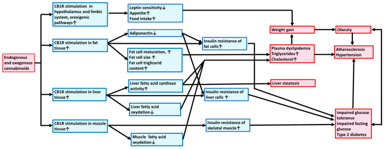 Exogenous and endogenous cannabinoids promote metabolic syndrome and atherosclerosis through central and peripheral type 1 cannabinoid receptors. Mechanism of action. Exogenous and endogenous cannabinoids via stimulation of CB1Rs activate orexigenic pathway, increasing appetite and stimulating fat, liver, and muscle tissues to promote lipogenesis, weight gain, and obesity. CB1R activation also induces alteration of lipid homeostasis elevating plasma triglyceride and cholesterol levels and thus increasing the risk for the development of atherogenesis, hypertension, and liver steatosis. In addition, CB1R activation by developing insulin resistance and gluconeogenesis may induce the risk for type 2 diabetes mellitus. CB1R, type 1 cannabinoid receptor.