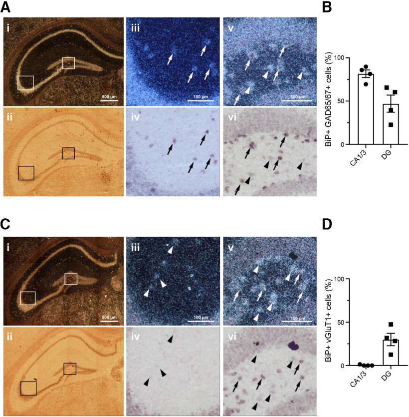 Colocalization of BiP mRNA with GAD65/67 or vGlut1 mRNA in the mouse hippocampus. A, Representative mosaic superimages of sections from the adult mouse hippocampus that were hybridized with 33P-labeled probes for BiP mRNA (signal visualized as clusters/accumulation of bright silver grains in the dark field image Ai) and with a mixture of digoxigenin-labeled probes for GAD65 and GAD67 mRNAs (labeled cells showing dark precipitate in the bright field image Aii). Higher-magnification images of cornu ammonis (CA; Aiii, Aiv) and dentate gyrus (DG; Av, Avi) are shown. Arrows point to some double-labeled cells. Arrowheads point to some cells that express BiP mRNA but not GAD65/67 mRNA. B, Quantification of BiP mRNA-positive cells that coexpress GAD65/67 mRNA (n = 4 mice per group). C, Representative mosaic superimages of sections from the adult mouse hippocampus that were hybridized with 33P-labeled probes for BiP mRNA (signal visualized as clusters/accumulation of bright silver grains in the dark field image Ci) and with digoxigenin-labeled probes for vGluT1 mRNA (labeled cells showing dark precipitate in the bright field image Cii). Higher-magnification images of CA (Ciii, Civ) and DG (Cv, Cvi) are shown. Arrows point to some double-labeled cells. Arrowheads point to some cells that express BiP mRNA but not vGluT1 mRNA. D, Quantification of BiP mRNA-positive cells that coexpress vGluT1 mRNA (n = 4 mice per group).