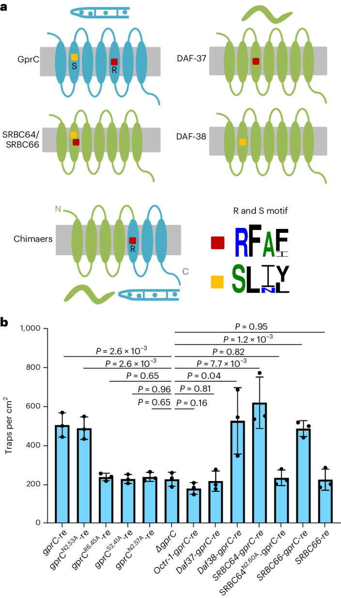 Structural and functional comparison of A. flagrans and C. elegans ascaroside-sensing GPCRs.a, Scheme of GprC, DAF37, DAF38, SRBC64/66 and a chimaeric protein. The conserved R and S motifs are indicated. b, Biological activity of A. flagrans–C. elegans chimaeric receptor proteins and of different gprC mutant alleles. The trap production of varied rescuing strains was compared to the gprC mutant strain. Strains are (from left to right): gprC recomplemented strain (1), recomplemented strains with mutated gprC genes (gprCN2.53A-re (2), gprCR6.45A-re (3), gprCS2.41A-re (4) and gprCN2.57A-re (5), the gprC mutant (6)), and the chimaeric protein recomplemented strains Octr-1-gprC-re (7), DAF37-gprC-re (8), DAF38-gprC-re (9) and SRBC64-gprC-re (10), mutated SRNC64N2.60A-gprC-re (11), SRBC66-gprC-re (12), and the strain SRBC66-re (13) including full length of nematode receptor SRBC66-encoding gene (mean ± s.d., n = 3 biological replicates; noted P values are from two-sided unpaired Student’s t-test compared to gprC mutant).