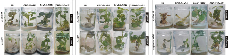 Resistance of transgenic tobacco (Nicotiana tabacum cv. Xanthi) plants expressing the recombinant peptides constructs in jars inoculated with different fungi.