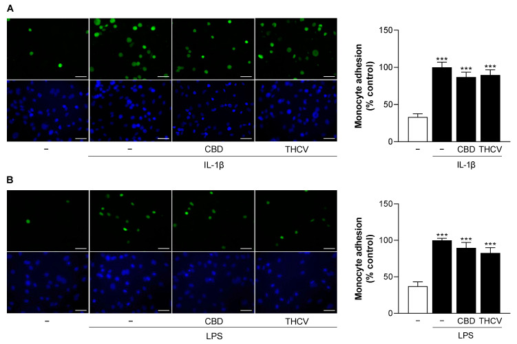 Effect of CBD and THCV on adhesion of THP-1 monocytes to IL-1β- and LPS-stimulated HCAEC. HCAEC were incubated for 24 h with 10 ng/mL IL-1β or its vehicle and 6 µM CBD, 10 µM THCV or its vehicle (A). For LPS-stimulated cells, HCAEC were preincubated with 6 µM CBD or 10 µM THCV or vehicle for 1 h, followed by the addition of 1 µg/mL LPS or its vehicle and further co-incubation with the compounds or vehicles for 24 h (B). Calcein-AM-labeled THP-1 cells (green) were then attached to endothelial cells for 30 min before analysis by fluorescence microscopy. The nuclei of all cells are shown in blue. The images shown are representative (scale bar, 50 µm). Cells treated with IL-1β or LPS were used as controls (100%). Data are presented as means ± SEM of n = 7–8 (4 independent experiments). *** p ≤ 0.001 vs. vehicle control; one-way ANOVA plus Bonferroni post hoc test.