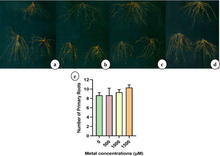 Root architecture and Number of primary roots of napier grass (a-e) plants treated with (a) 0, (b) 500, (c) 1000, and (d) 1500 µM of LiCl.
