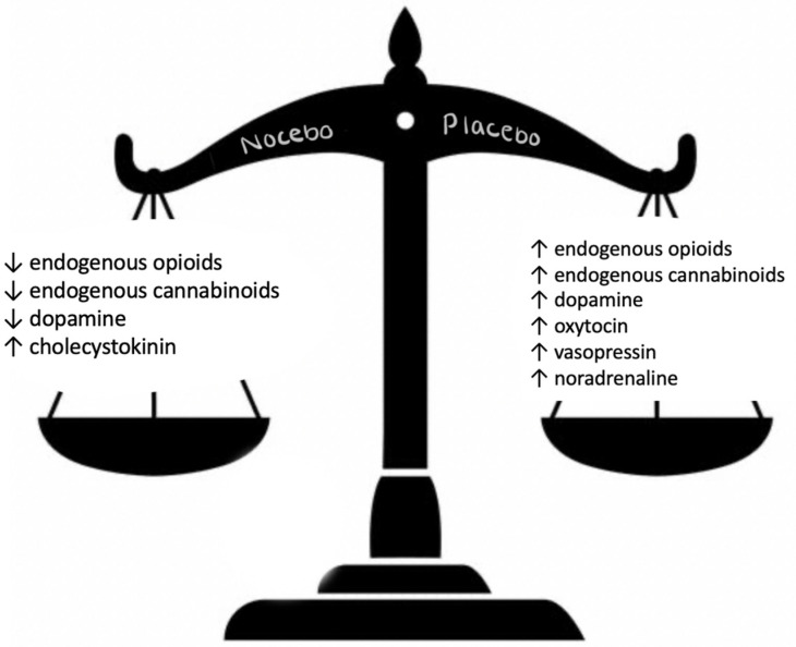 Neuromediators released during the placebo and nocebo response.
