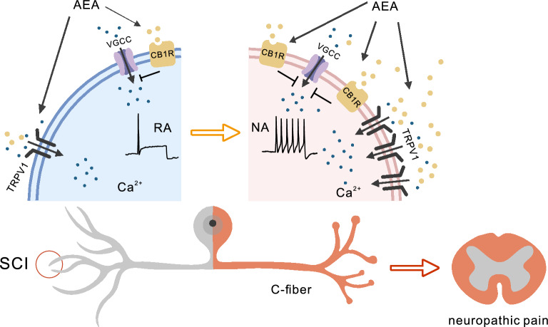 Schematic of the pathological mechanism of AEA-TRPV1/CB1R-induced hyperexcitability in nociceptors post-SCI. Increased AEA content induces transformation from the RA to NA state and hyperexcitability in nociceptors via the AEA-TRPV1-Ca2+ pathway after SCI. The early increase in CB1R inhibits VGCCs to maintain [Ca2+]cyto at low levels, suggesting adaptive neuroprotection via the AEA-CB1R signaling pathway. However, increasing levels of AEA and TRPV1 post-SCI leads to nociceptor maladaptation, inducing an increase in [Ca2+]cyto and transforming the RA to NA state, which contributes to chronic neuropathic pain. VGCC, voltage-gated calcium channel; TRPV1, transient receptor potential vanilloid 1; AEA, anandamide; CB1R, cannabinoid type-1 receptor