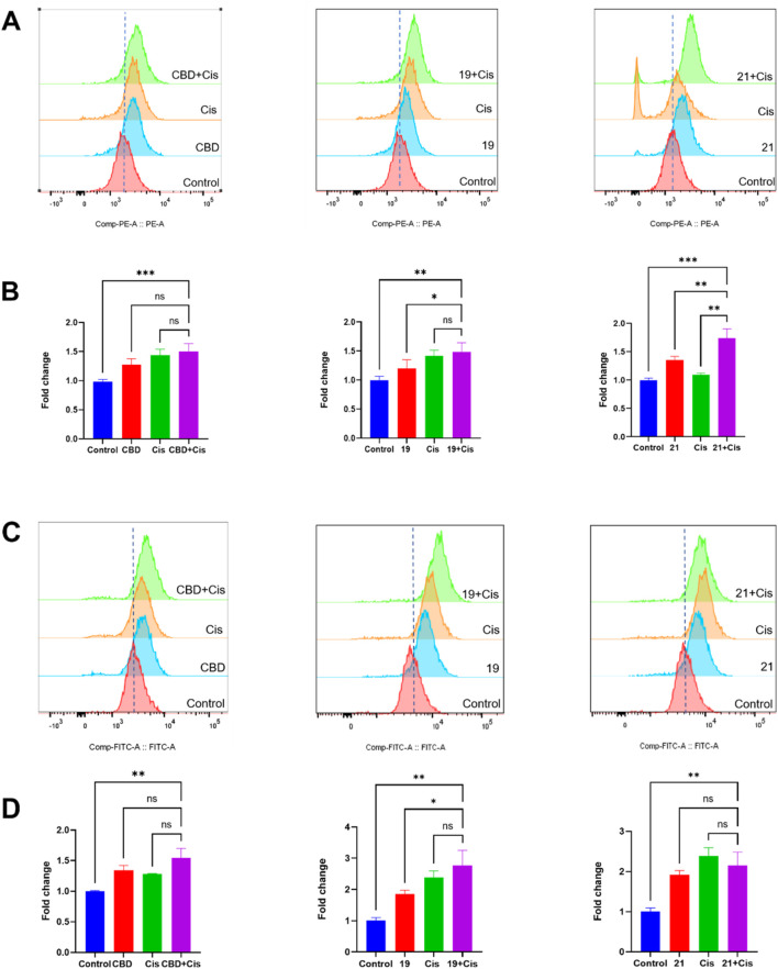 The synergistic effects of cellular iron and ROS levels in Caov-3 cells exposed to CBD, 19, 21 combined with cisplatin for a treatment period of 48 h. Flow cytometry analysis of intracellular iron in Cao3 cells, cells were treated by CBD (15 μM),19 (5 μM) with cisplatin (1 μM), 21 (5 μM) with cisplatin (2.5 μM) using the FerroOrange staining reagent (A), and quantitative analysis of iron level detected by fluorescence signals (B). Flow cytometry analysis of ROS by using DC-FDA reagent, cells were treated by CBD (22 μM), 19 (5 μM), 21 (5 μM) with cisplatin (1 μM) (C), and the fold changes quantified by fluorescence signal (D).